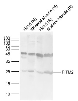 FITM2 antibody