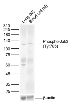 Phospho-Jak3 (Tyr785) Rabbit Polyclonal Antibody