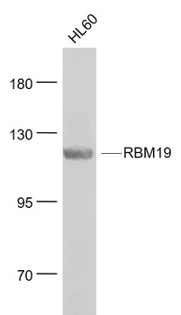 RBM19 Rabbit Polyclonal Antibody