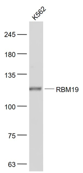 RBM19 Rabbit Polyclonal Antibody