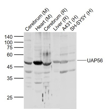 UAP56 antibody