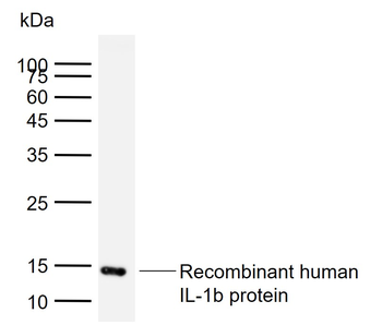 IL-1 Beta Rabbit Polyclonal Antibody