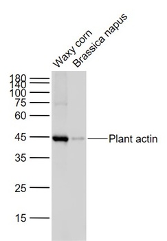 Plant Actin antibody