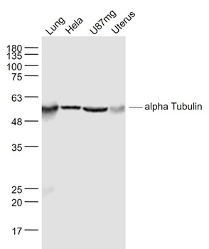 Alpha Tubulin antibody