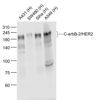 C-erbB-2 antibody