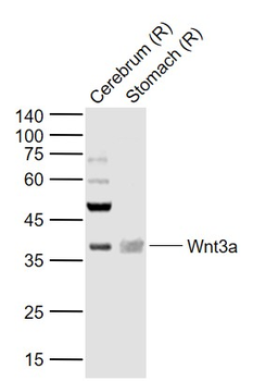 Wnt3a Rabbit Polyclonal Antibody