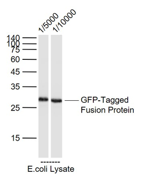 GFP Mouse Monoclonal Antibody
