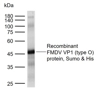 FMDV VP1 Protein (type O) antibody
