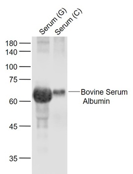 Bovine Serum Albumin antibody