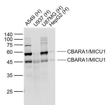 CBARA1/MICU1 Mouse Monoclonal Antibody