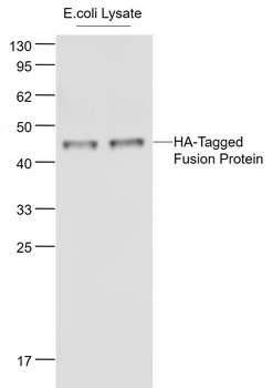 HA-Tag antibody