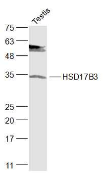HSD17B3 Rabbit Polyclonal Antibody