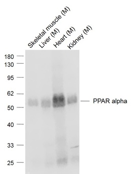 PPAR Alpha antibody