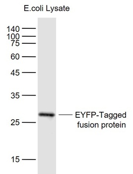 EYFP-Tag antibody
