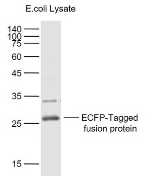 ECFP-Tag antibody
