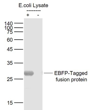 EBFP-Tag antibody