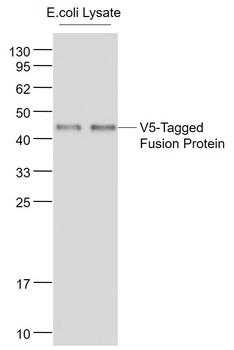 V5 Tag antibody