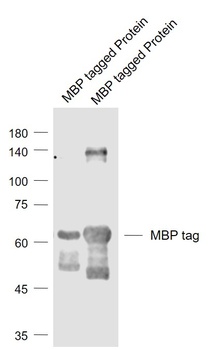 Maltose Binding Protein antibody