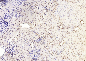 HP1 gamma Mouse Monoclonal Antibody
