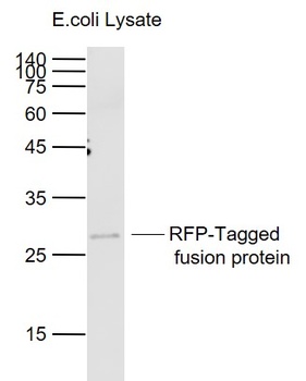 RFP antibody