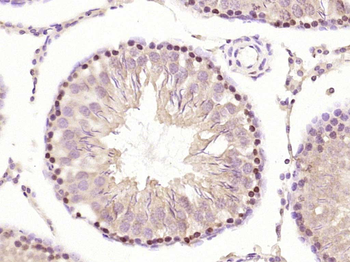 RNF111 Rabbit Polyclonal Antibody