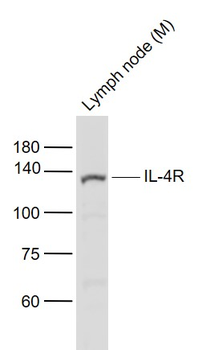 IL-4R Rabbit Polyclonal Antibody