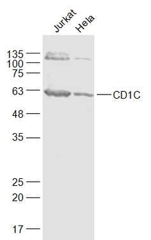 CD1C Rabbit Polyclonal Antibody