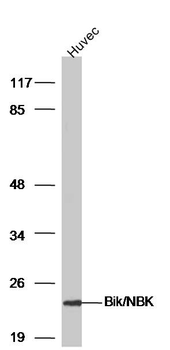 Bik/NBK Rabbit Polyclonal Antibody
