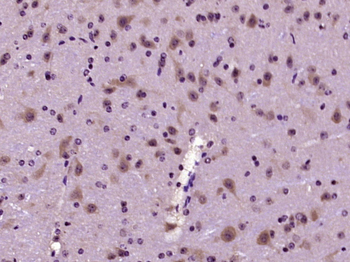 Glutaredoxin 1 Rabbit Polyclonal Antibody