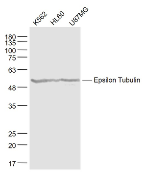 Epsilon Tubulin Mouse Monoclonal Antibody