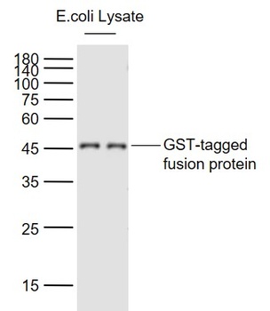 GST Tag antibody