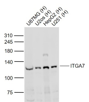ITGA7 antibody