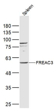 FREAC3 Rabbit Polyclonal Antibody