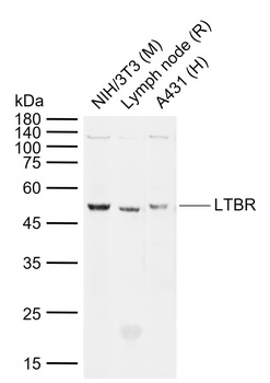 LTBR antibody