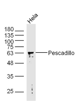 Pescadillo Rabbit Polyclonal Antibody