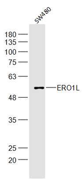 ERO1L Rabbit Polyclonal Antibody