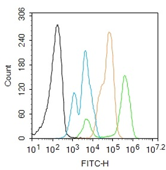 FGF2 Rabbit Polyclonal Antibody