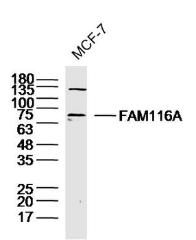 FAM116A Rabbit Polyclonal Antibody