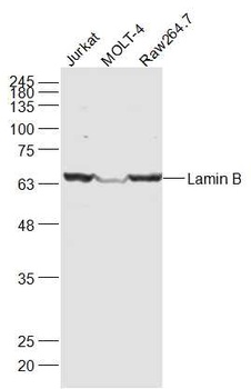 Lamin B antibody