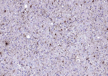 GFAP Mouse Monoclonal Antibody