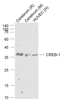 CREB-1 Rabbit Polyclonal Antibody