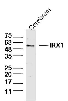 IRX1 Rabbit Polyclonal Antibody