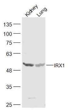 IRX1 Rabbit Polyclonal Antibody