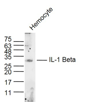IL-1 Beta Rabbit Polyclonal Antibody