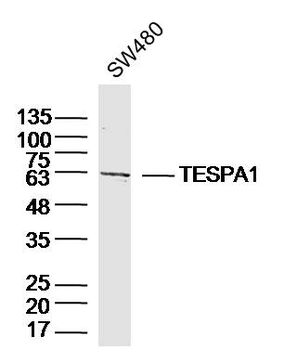 TESPA1 Rabbit Polyclonal Antibody