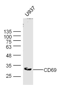CD69 antibody