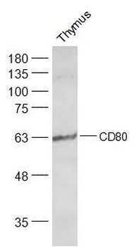 B7-1 antibody
