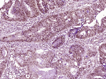HP1 gamma Mouse Monoclonal Antibody