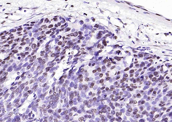 Histone H3 (di methyl K79) Mouse Monoclonal Antibody