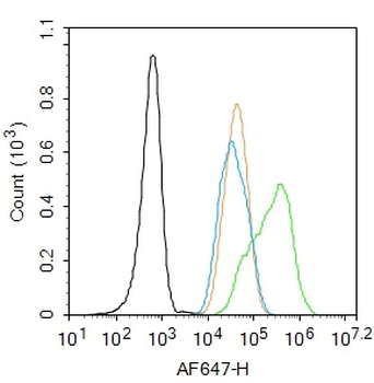 FOXO1 Rabbit Polyclonal Antibody